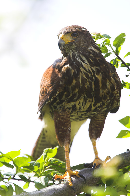 harrishawk040508-6.jpg