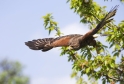 harrishawk040508-1