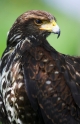harrishawk040508-2