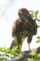 harrishawk040508-6