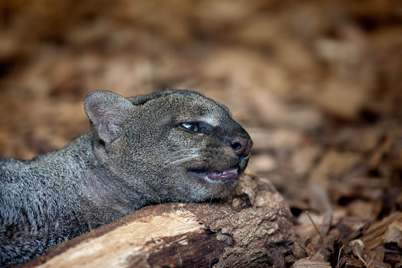 jaguarundi020917-1.jpg