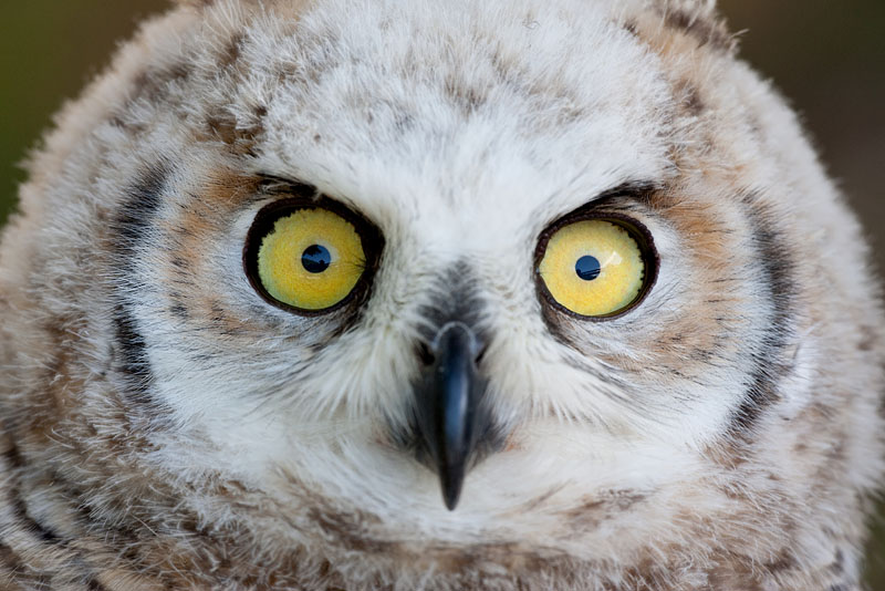 kanadischer-uhu160709-2.jpg
