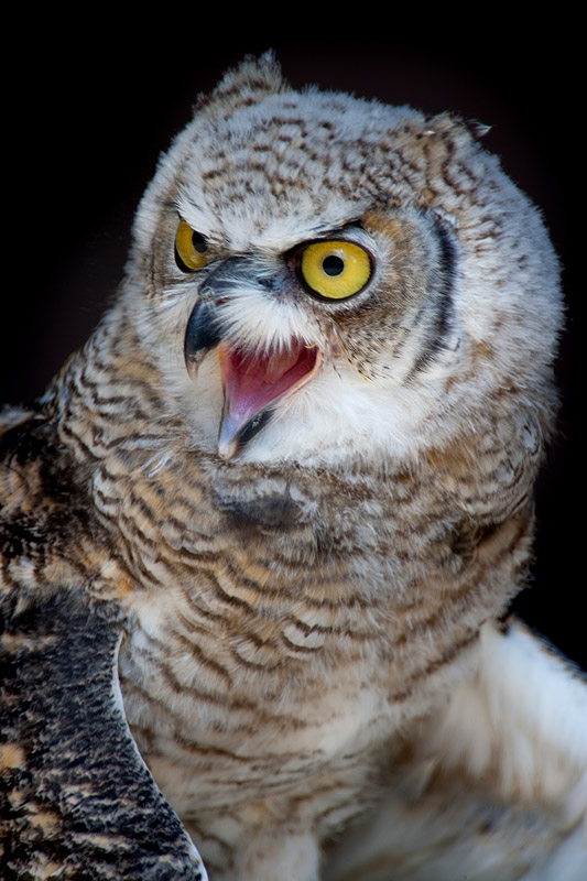 kanadischer-uhu160709-4.jpg