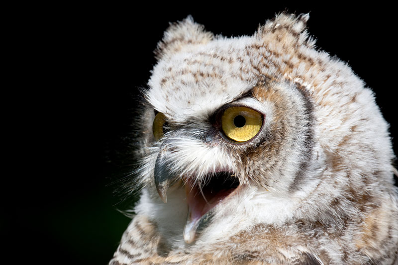 kanadischer-uhu160709-8.jpg