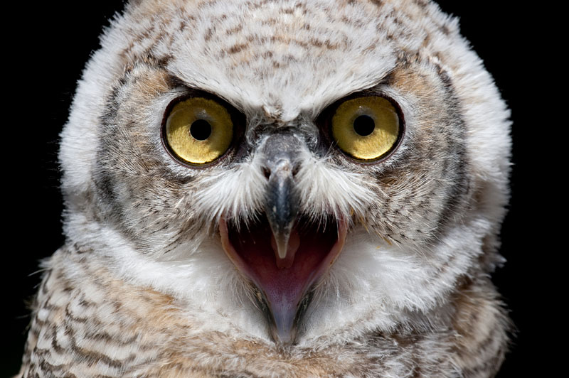 kanadischer-uhu160709-9.jpg