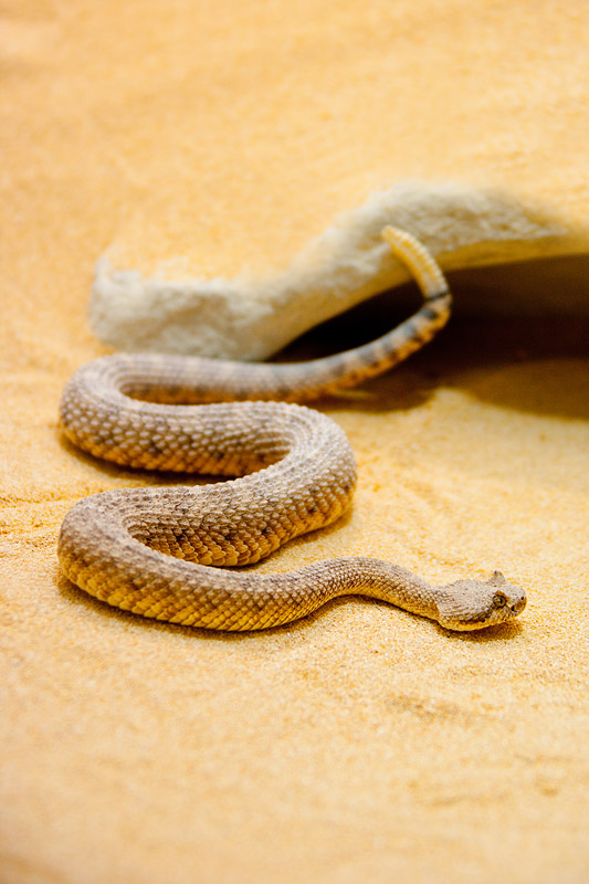 klapperschlang250715-4.jpg