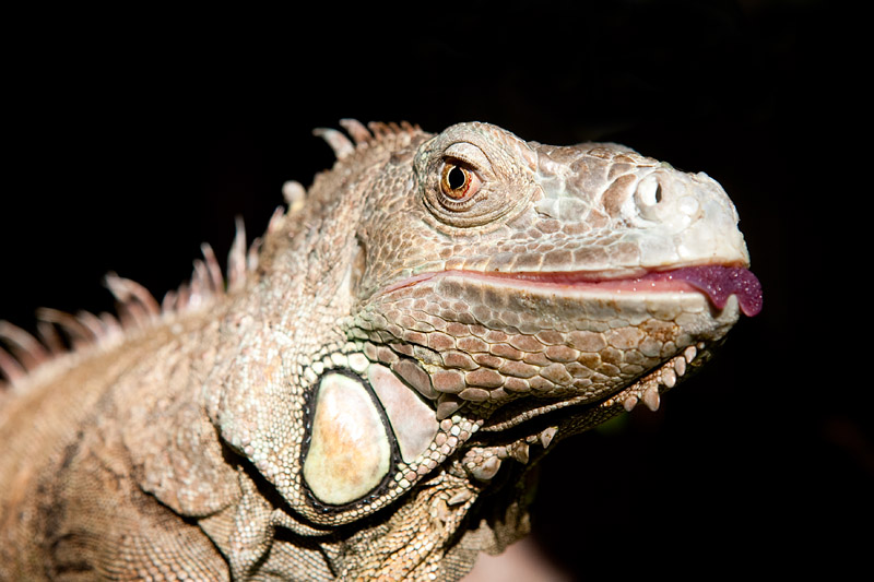 leguan250109-2.jpg