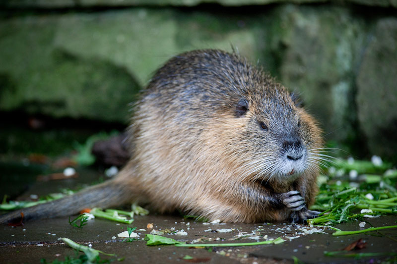 nutria020917-1.jpg
