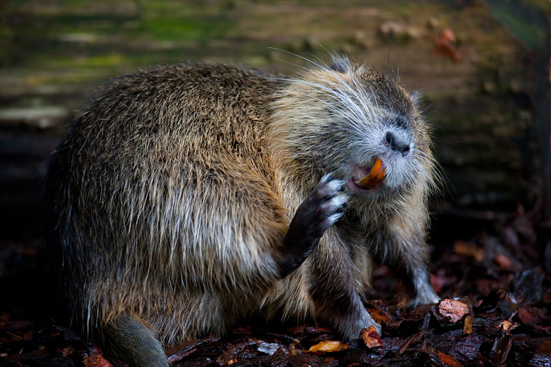 nutria020917-2.jpg