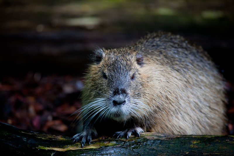 nutria020917-3.jpg