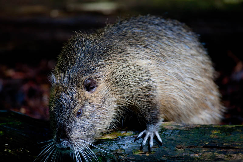 nutria020917-5.jpg