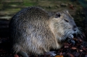 nutria020917-4