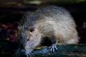 nutria020917-5
