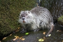 nutria220707-1