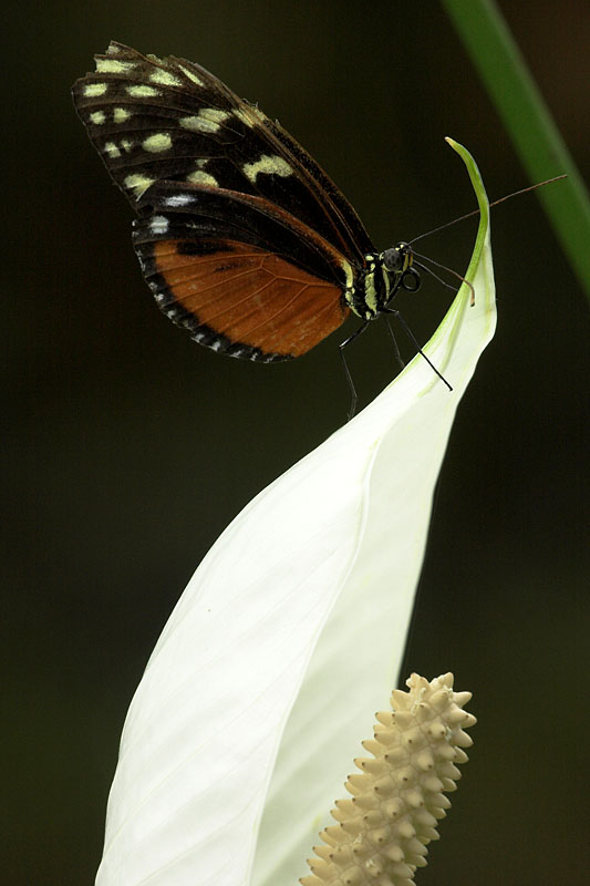 schmetterling18.jpg