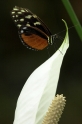 schmetterling18