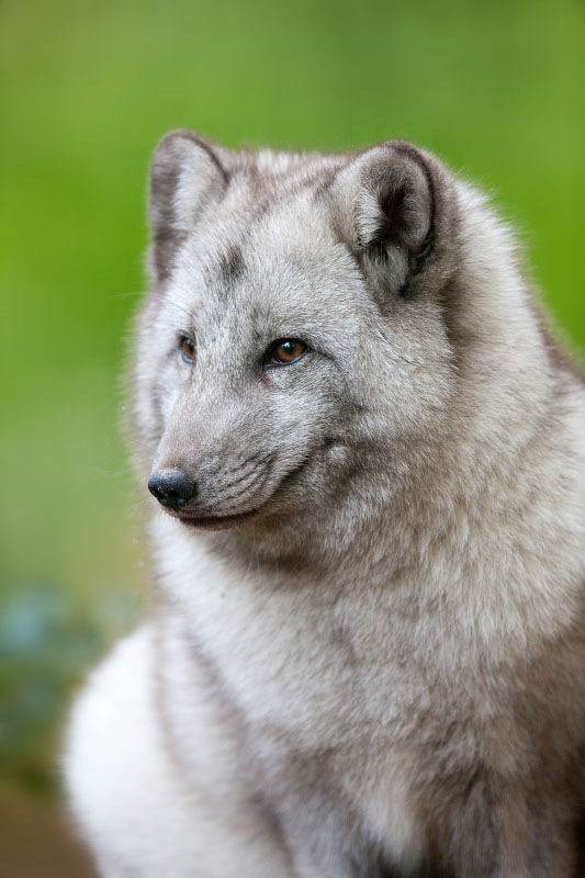 polarfuchs071119-4.jpg