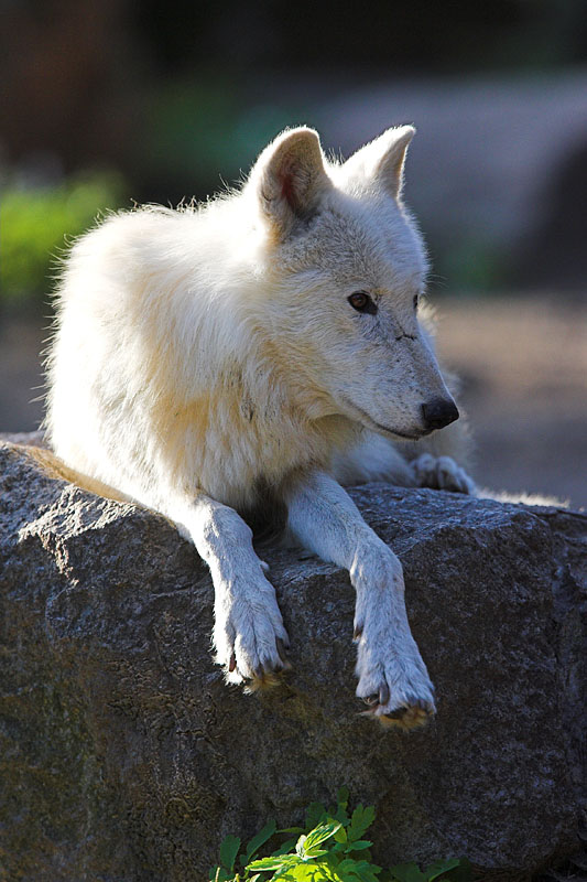 wolf090806-2.jpg