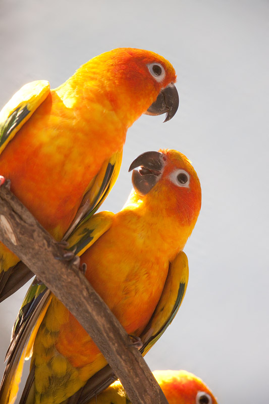 sonnensittich030815-2.jpg
