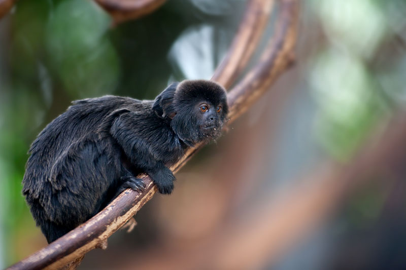 springtamarin081016-1.jpg