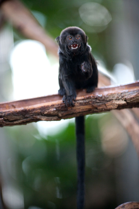 springtamarin081016-2.jpg