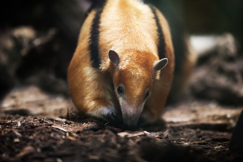 Tamandua051024-4.jpg