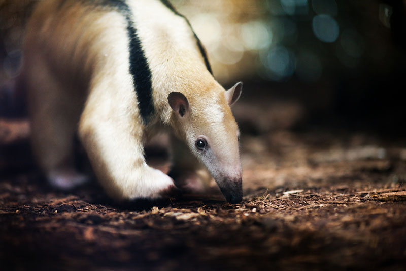 Tamandua051024-6.jpg