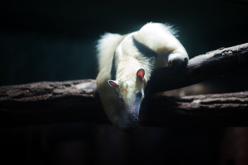 Tamandua051024-7.jpg