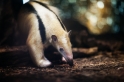 Tamandua051024-1