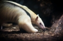 Tamandua051024-2