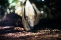 Tamandua051024-3