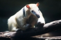 Tamandua051024-5
