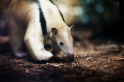 Tamandua051024-6