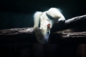 Tamandua051024-7
