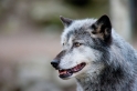 wolf201215-2