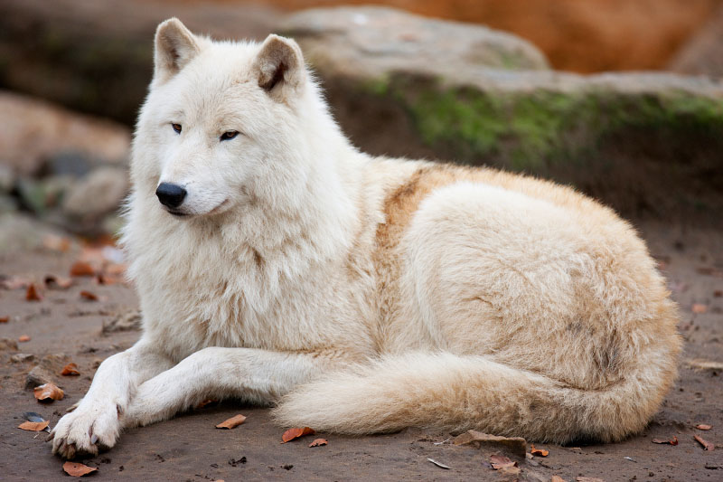 wolf071119-1.jpg