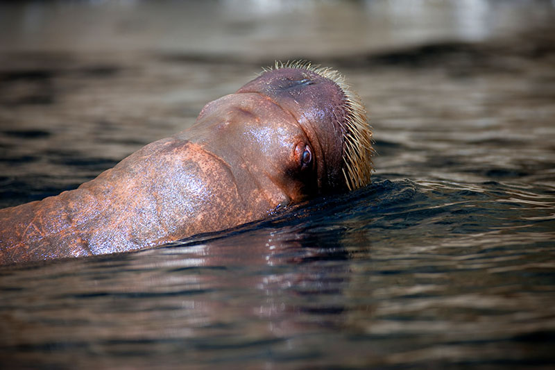 walross270618-2.jpg