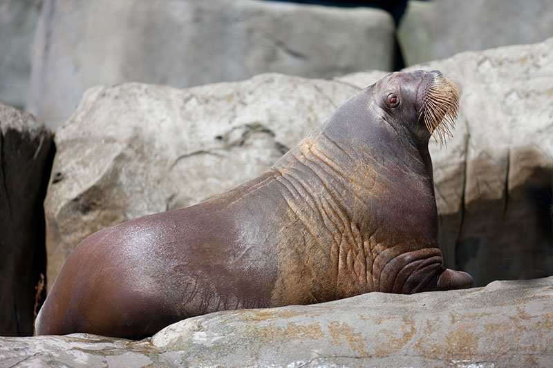 walross270618-4.jpg