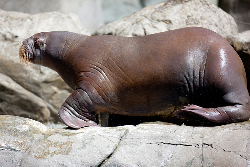 walross270618-6.jpg