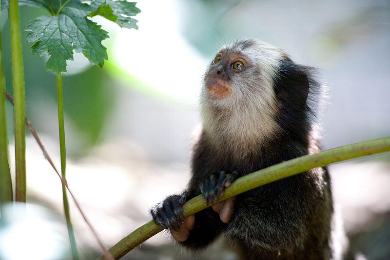 weissgesichtseidenaeffchen100710-3.jpg