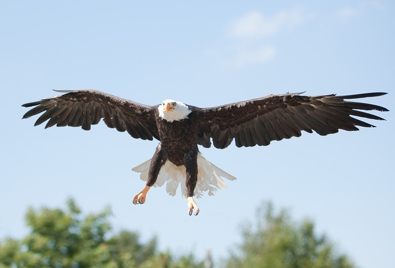 weisskopfseeadler010809-1.jpg