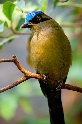 Blauscheitel-Motmot