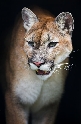 Pumas