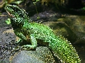 Wasseragame