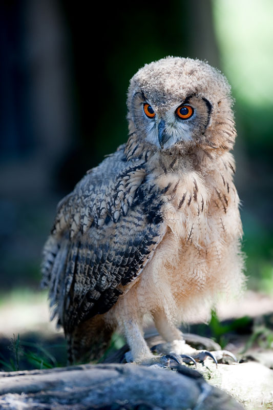 bengalischer-uhu160709-4.jpg