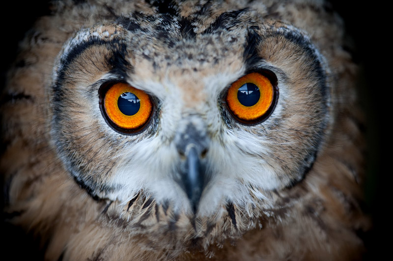 bengalischer-uhu160709-5.jpg