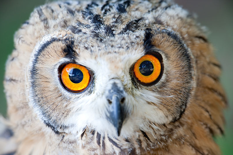 bengalischer-uhu160709-6.jpg