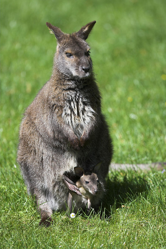 kaenguru060507-1.jpg