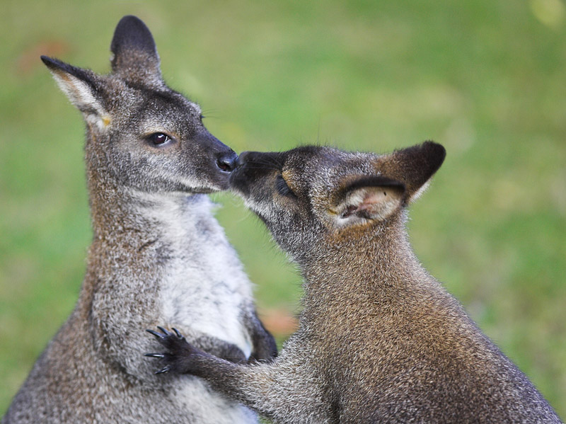 kaenguru091007-1.jpg