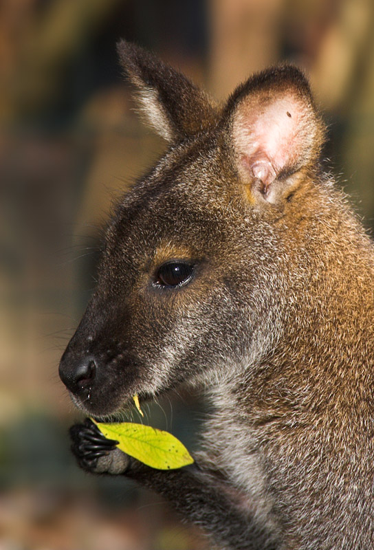 kaenguru091007-3.jpg
